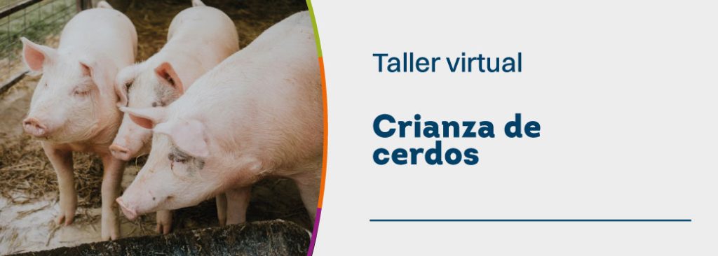 Taller virtual crianza de cerdos