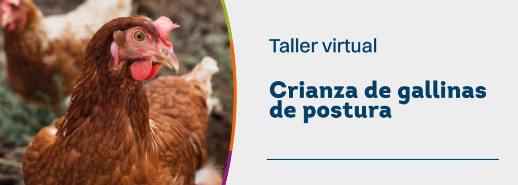 Taller crianza de gallinas de postura