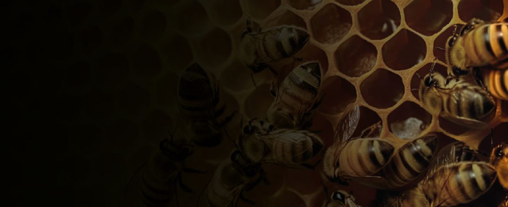 Curso apicultura básica