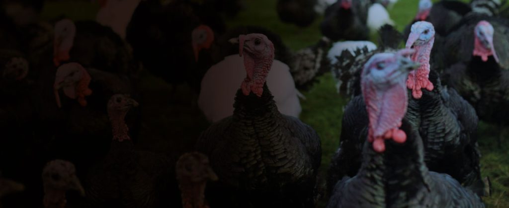 Crianza de pavos