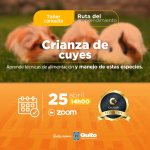 Crianza de cuyes