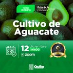 Manejo del cultivo de Aguacate