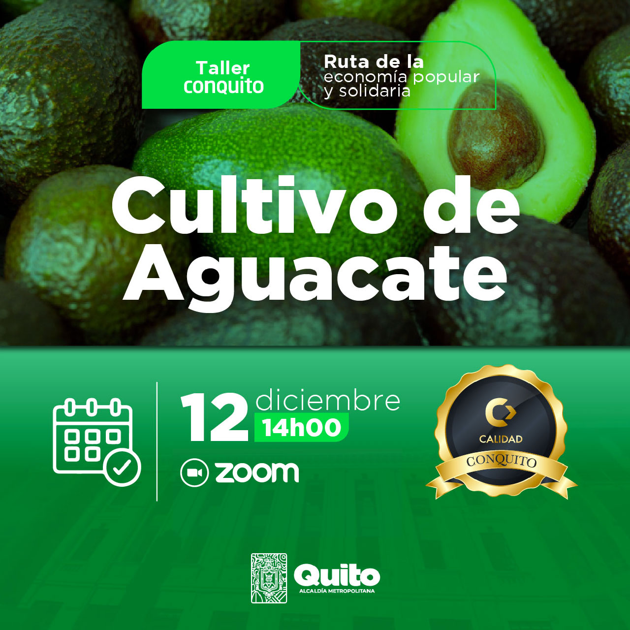 Manejo del cultivo de Aguacate