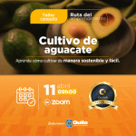 Manejo del cultivo de Aguacate