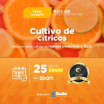 Manejo del cultivo de cítricos