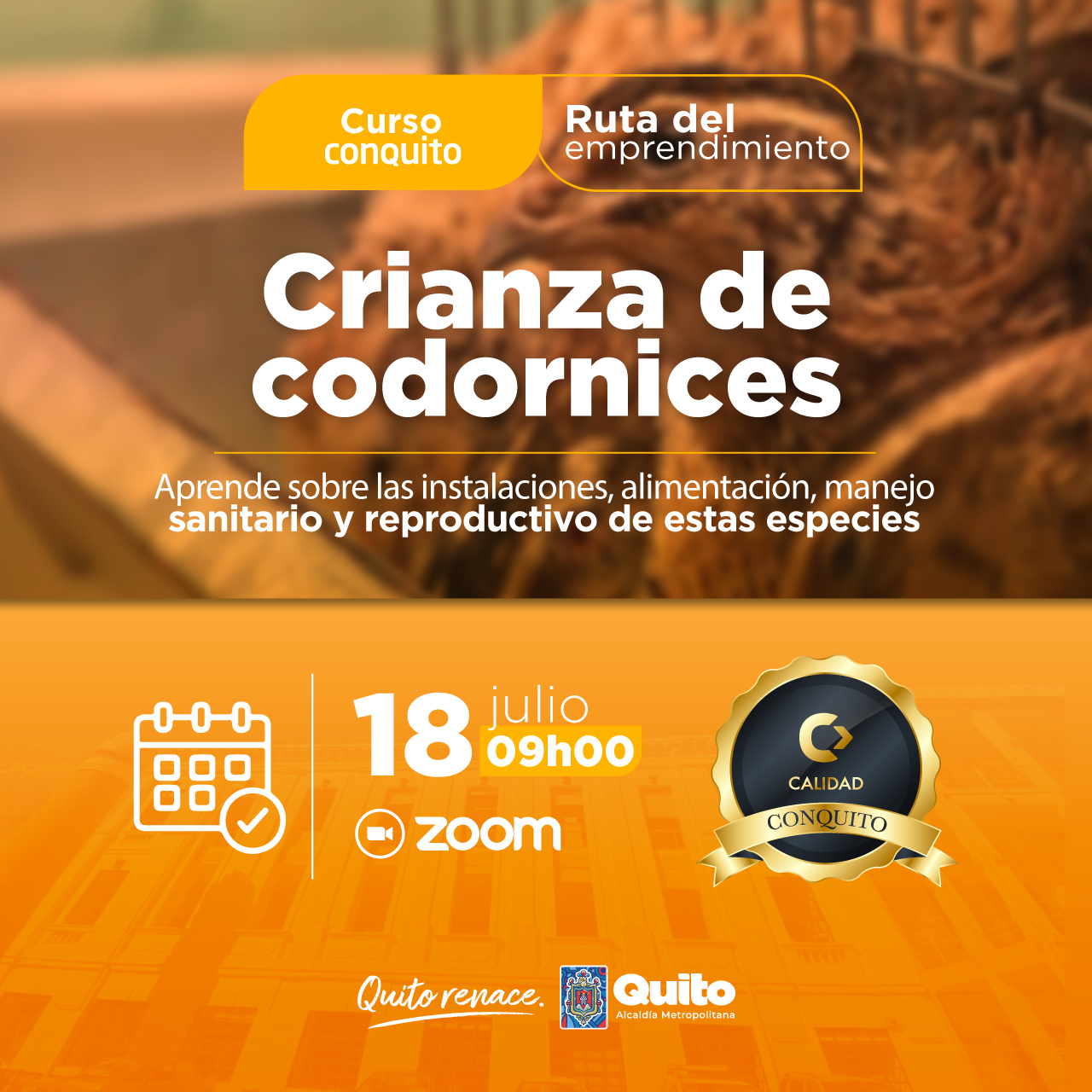 Crianza de codornices