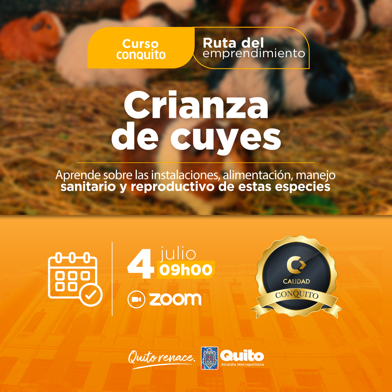Crianza de cuyes