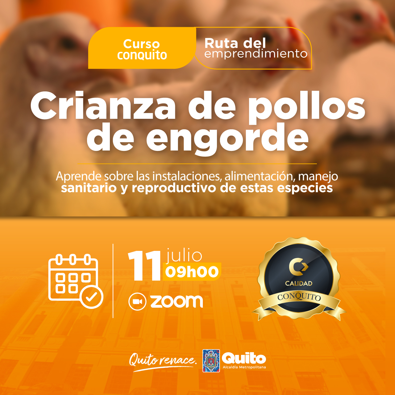 Crianza de pollos de engorde