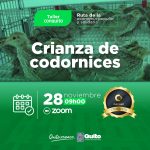 Crianza de codornices