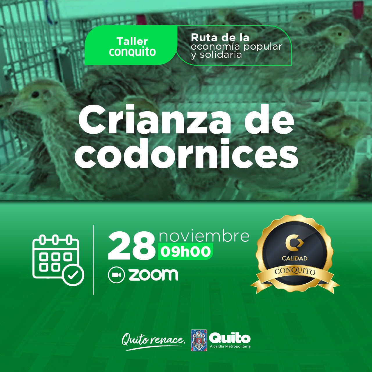 Crianza de codornices