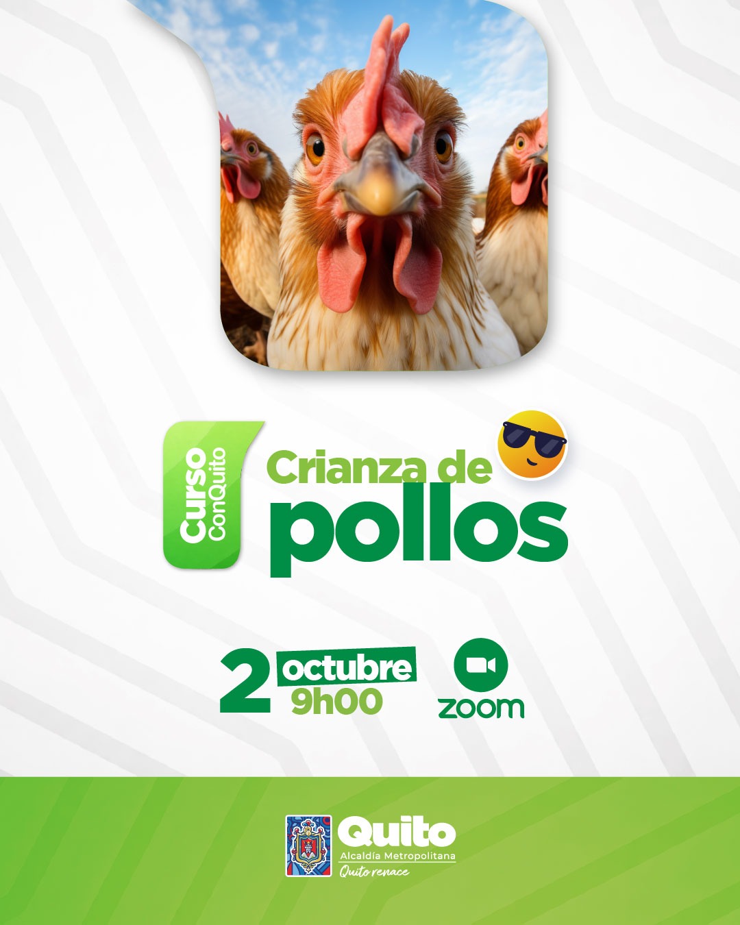 Crianza de pollos