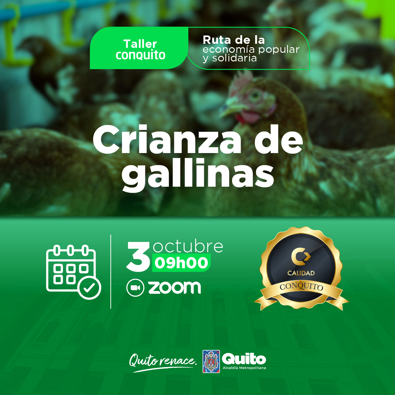 Crianza de gallinas de postura
