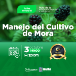 Manejo del cultivo de Mora