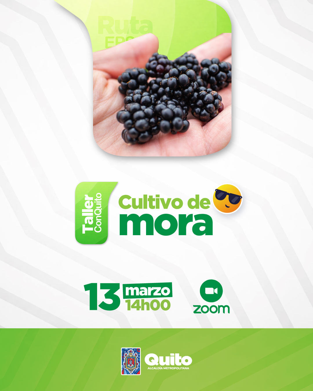 Manejo del cultivo de Mora