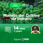 Manejo del cultivo de babaco