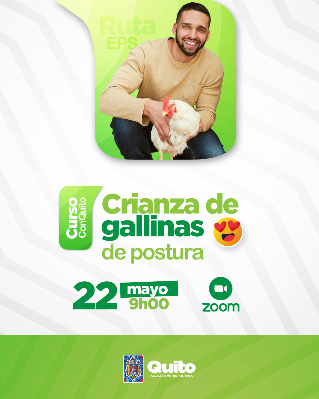 Crianza de gallinas de postura