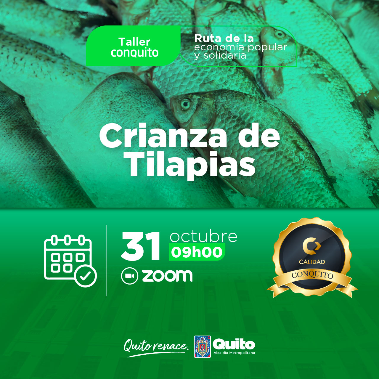 Crianza de tilapias
