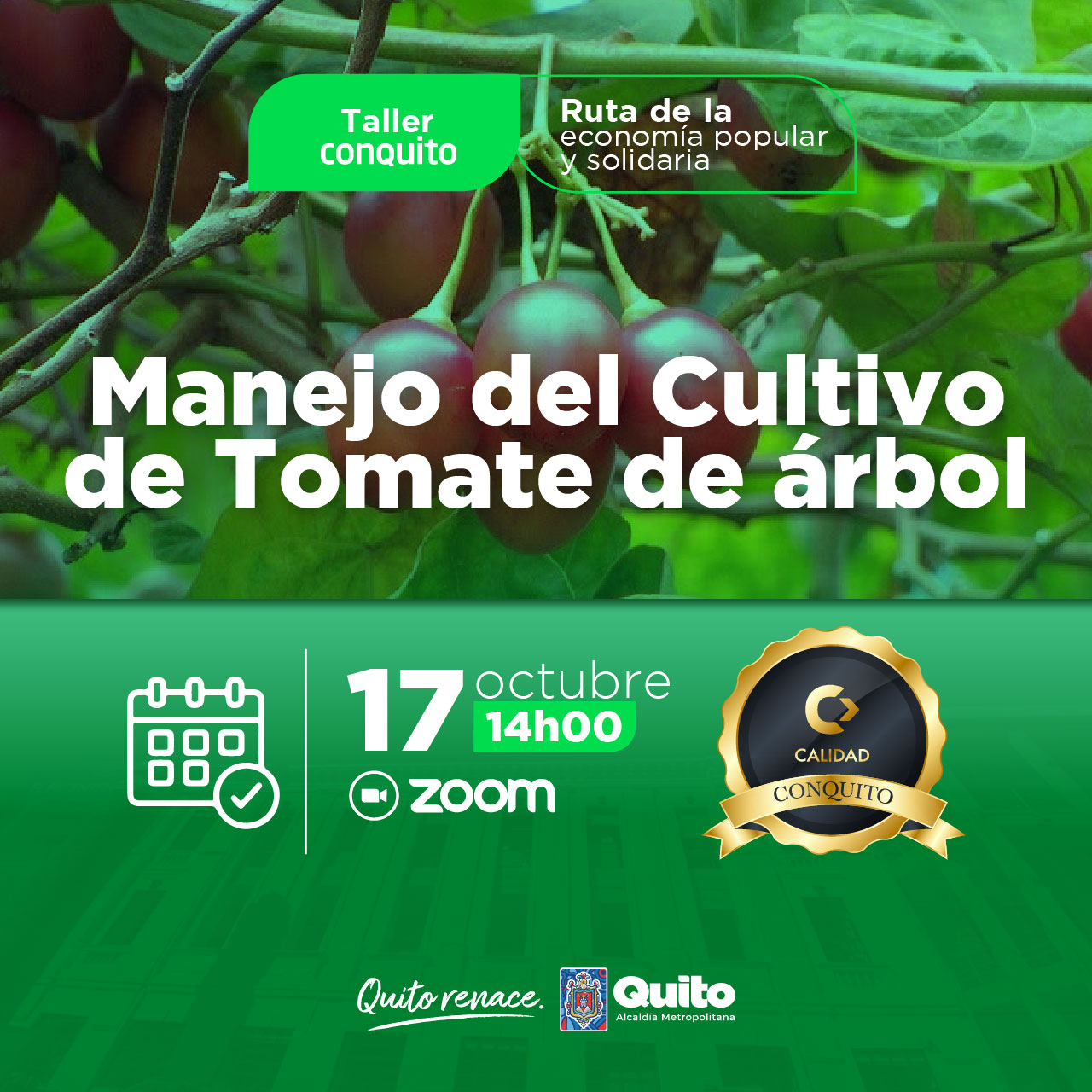 Manejo del cultivo de tomate de árbol
