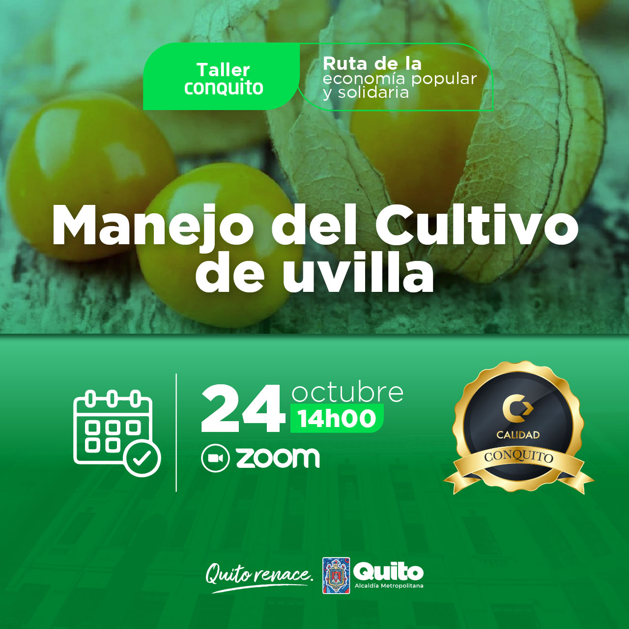 Manejo del cultivo de uvilla