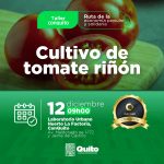 Manejo del cultivo de tomate riñón