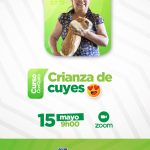 Crianza de cuyes