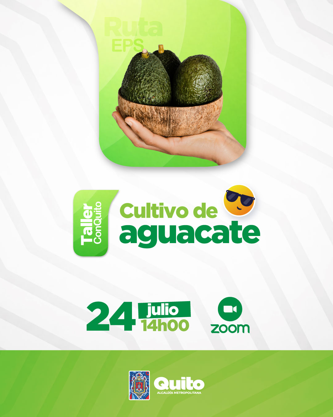 Manejo del cultivo de Aguacate