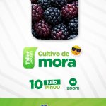 Manejo del cultivo de Mora