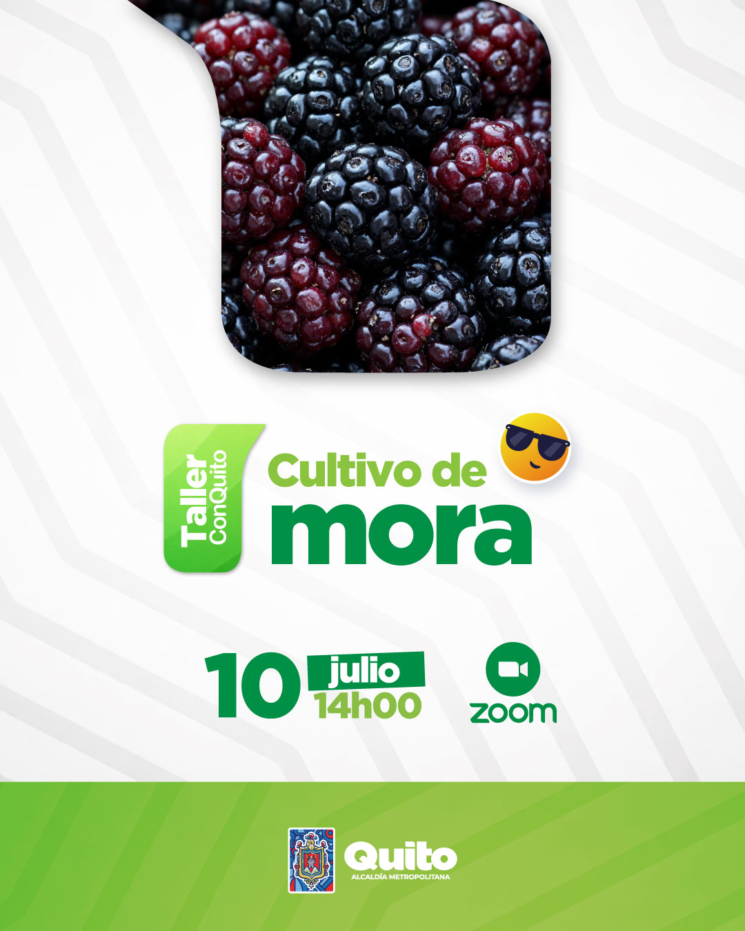 Manejo del cultivo de Mora