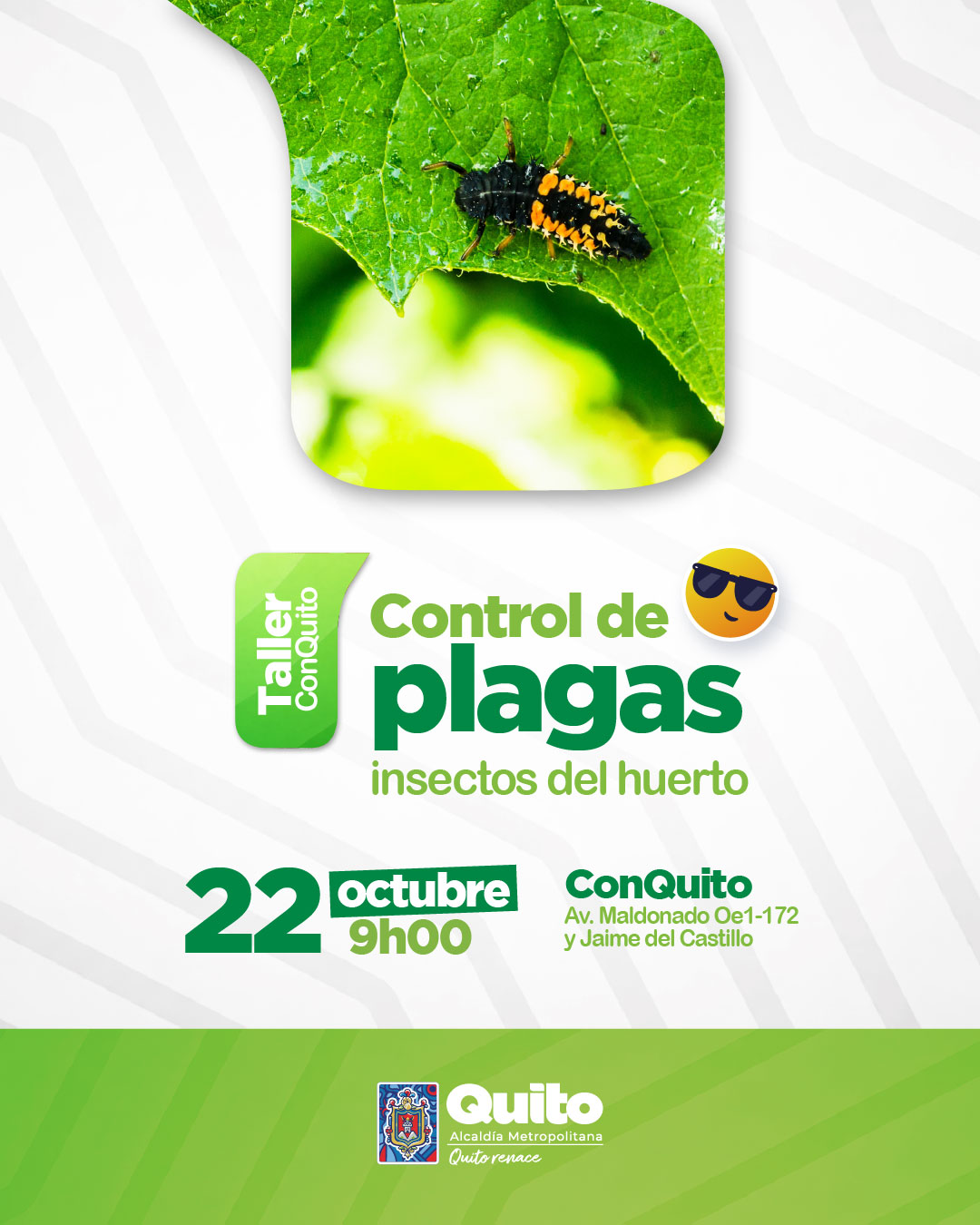 Control de plagas-insectos del huerto