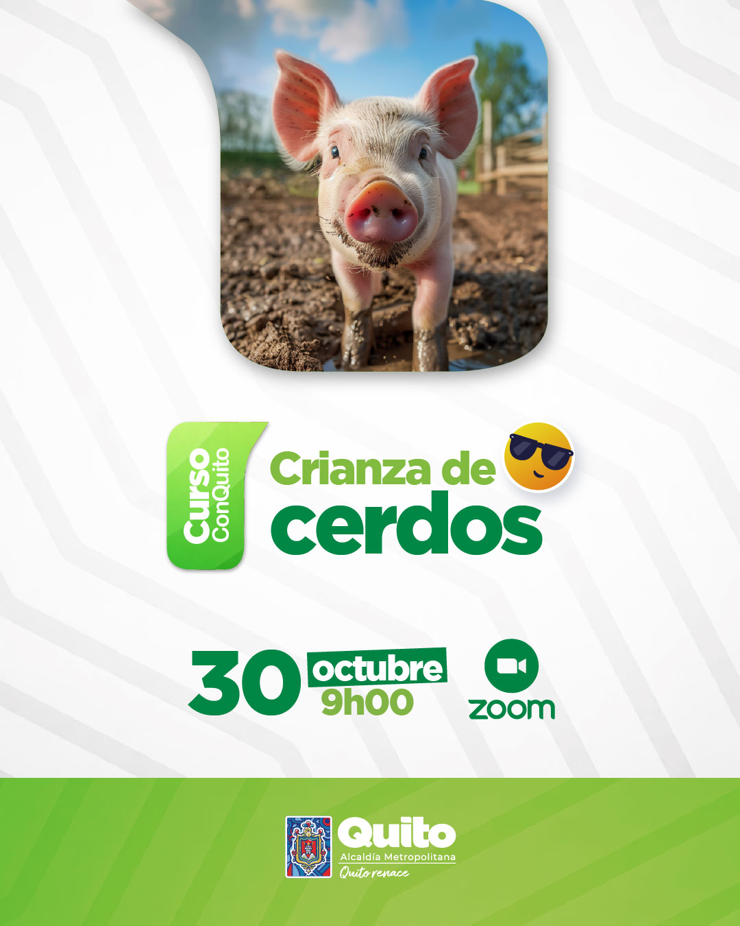 Crianza de cerdos