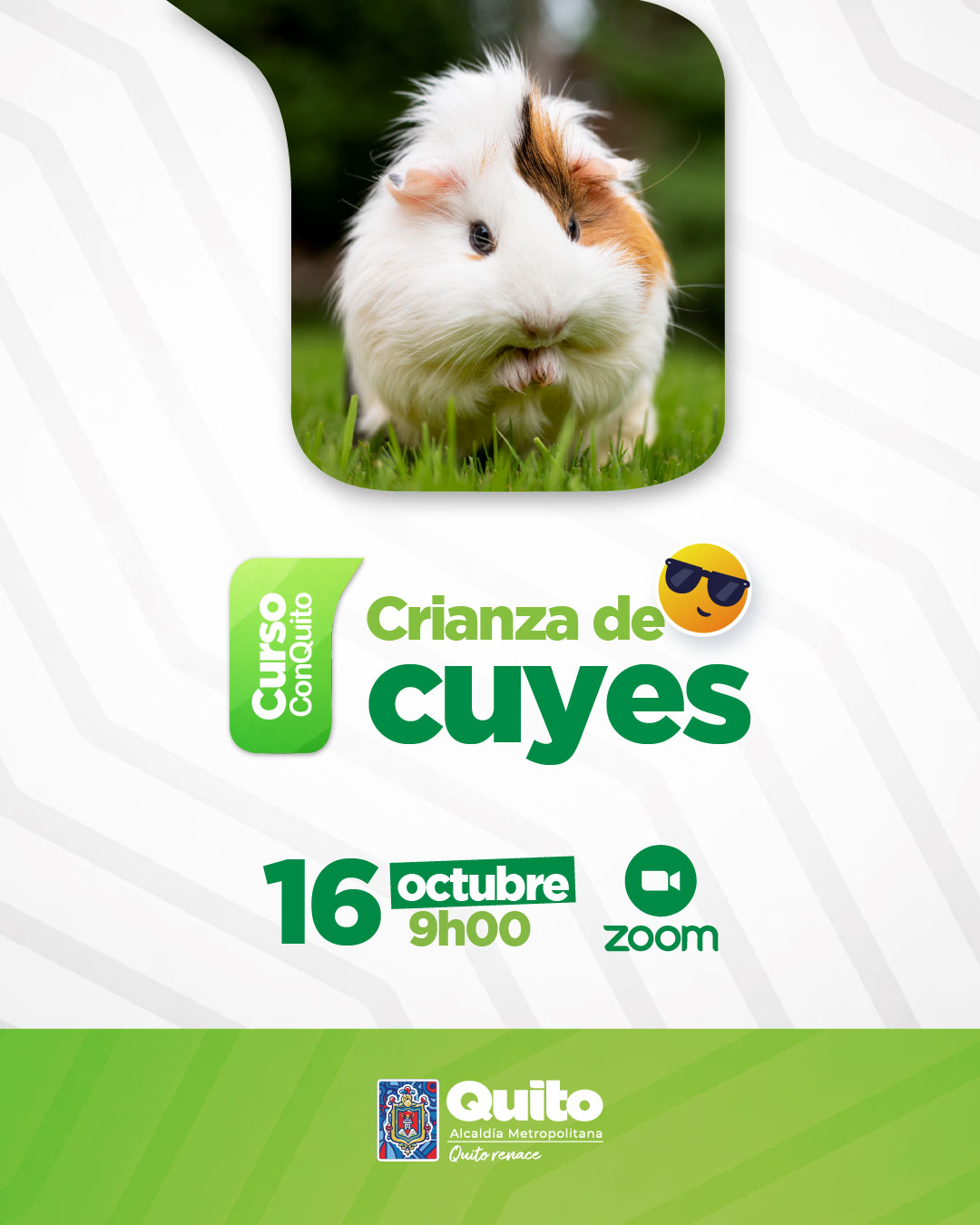 Crianza de cuyes