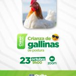 Crianza de gallinas de postura