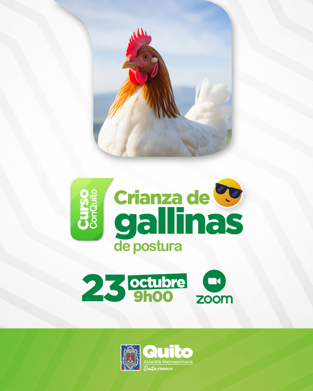 Crianza de gallinas de postura